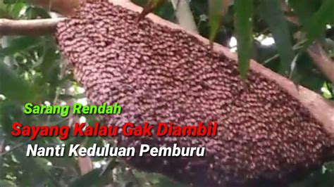 Lebah Madu Odeng Sarang Muda Youtube