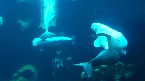 Baby Beluga Whale Feeding - YouTube