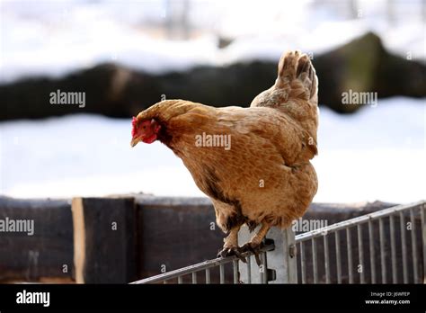 Articulados Hembra Pollo Gallina Gallinas Pollos Bird Marr N Parduzco