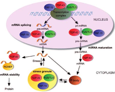 Schematic Of The Rna Metabolism Pathway In Non Pathological Conditions