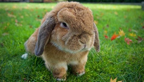 Top 15 Rabbit Breeds For Beginners Easy Care Friendly And Adaptable