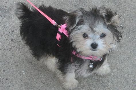 Morkie Dog Breed Health, Training, Feeding, Puppies and Temperament ...