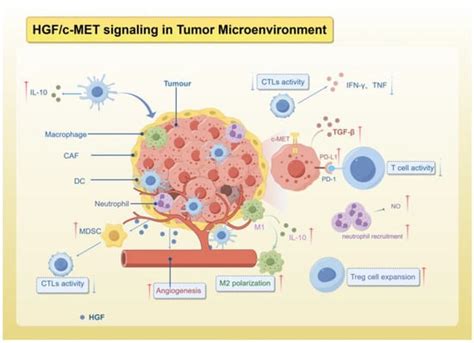 Ijms Free Full Text Unveiling The Role Of Hgf C Met Signaling In