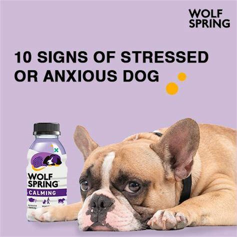 10 signs that your dog is stressed or anxious | Wolf Spring