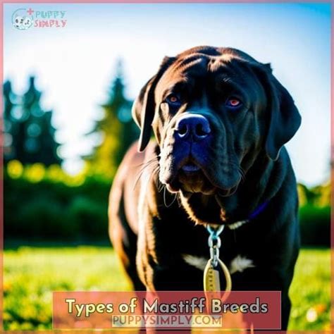 Mastiff Breeds: A Guide to Different Types and Traits