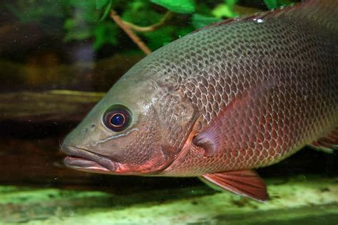 Mangrove Jack Si Kakap Penghuni Bakau Nakama Aquatics