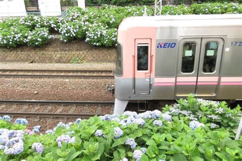 No816 井の頭線紫陽花 ライトアップは9日から 京王線 井の頭線 応援歌