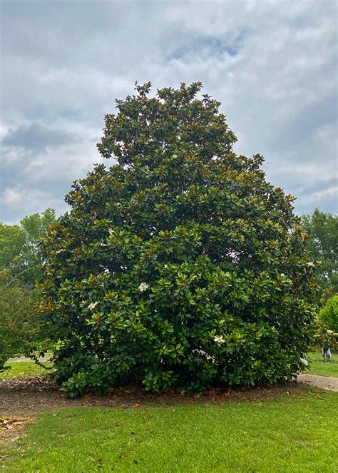 Southern Magnolias Add Evergreen Charm Beauty The Oxford Eagle The