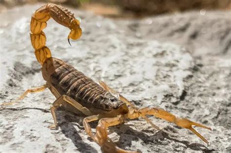 15 Types of Scorpions: Species, Facts and Photos