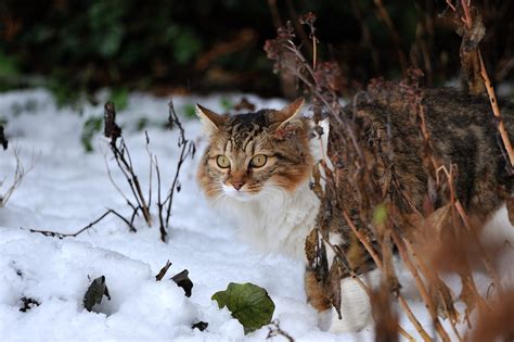 Le Chat De La Voisine Dans Mon Jardin Michel Arnoux Flickr