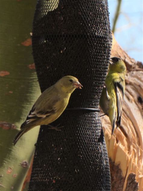 Lesser Goldfinch Female? - FeederWatch