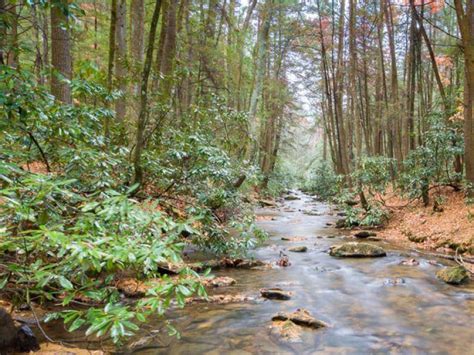 Springer Mountain Area Hiking Trails | Explore Georgia