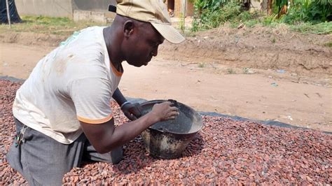 Actu française Le cours du cacao au plus haut ne profitera pas tout de