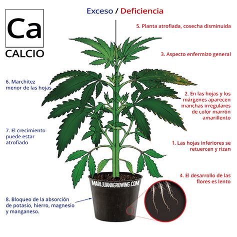 Deficiencias Y Excesos De Nutrientes Del Cannabis Jorge Cervantes