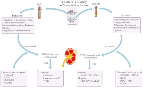 Cimb Free Full Text Clinical Characteristics Of Molecularly Defined Renal Cell Carcinomas