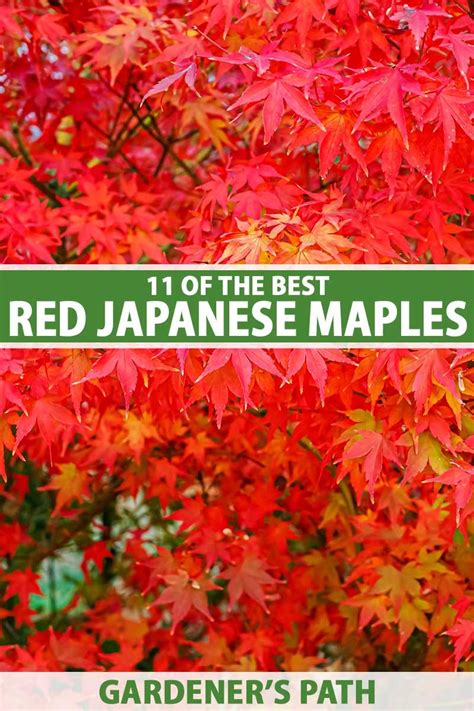 11 Of The Best Red Japanese Maples For Your Garden Red Maple Tree