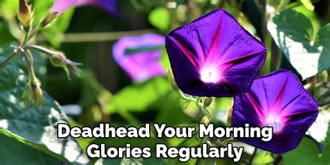 How To Plant Morning Glory In A Hanging Basket 10 Effective Tips