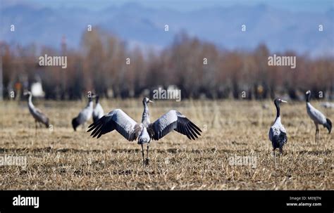 Xigaze China S Tibet Autonomous Region 19th Jan 2018 Black Necked