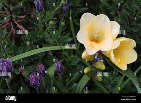 Yellow Funnel Shaped Flower Hi Res Stock Photography And Images Alamy