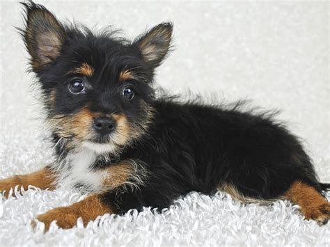 Yorkie Pom | Crossbreeds | DogZone.com