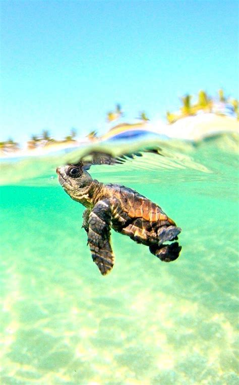 Aesthetic Turtle Wallpapers Top Free Aesthetic Turtle Backgrounds