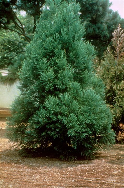 Cryptomeria Japonica Radicans Japanese Cedar Online Collection