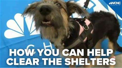 How You Can Help Clear The Shelters