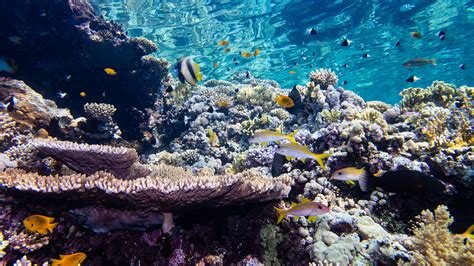 Light pollution may trigger coral reefs to spawn | Popular Science