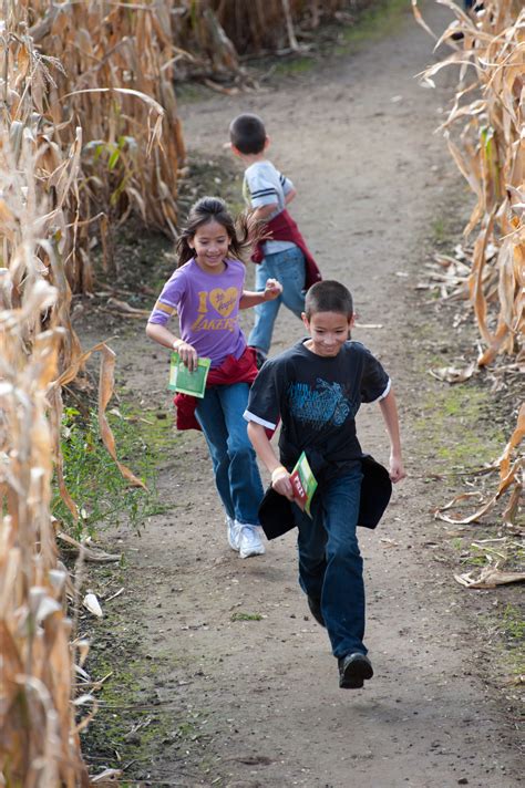 A-MAZE-ing Fun: Door County Corn Mazes - Door County Pulse
