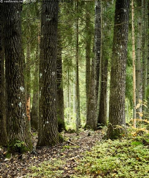 Kuva Haavikossa metsä sekametsä haavikko haapa kuusi ruska syksy