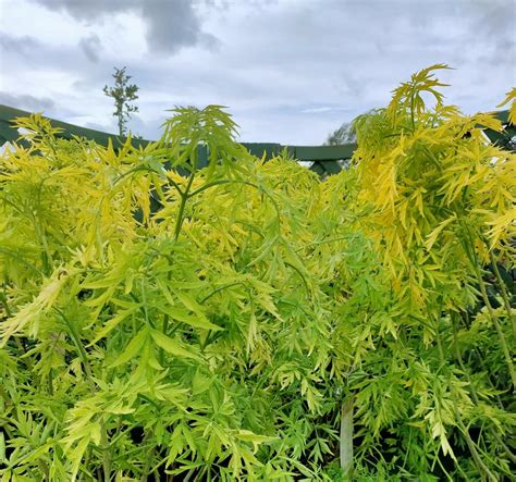 Sambucus Nigra Golden Tower