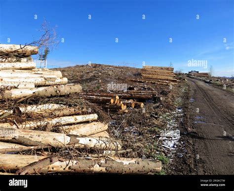 Felled Timber Log Pile In Woodland Felled Tree Trunks Forest Stock