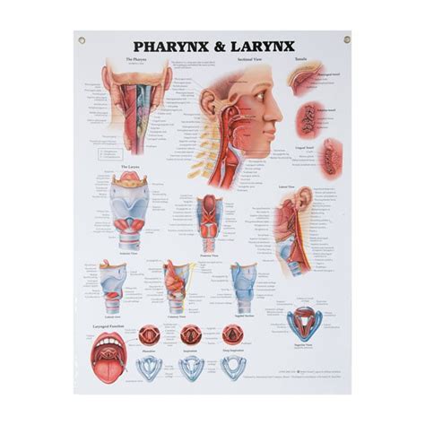 Anatomical Wall Charts Vinyl Laminated - North Coast Medical