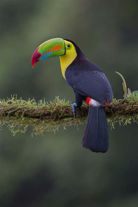 Keel Billed Toucan Beautiful Birds Pet Birds Keel Billed Toucan