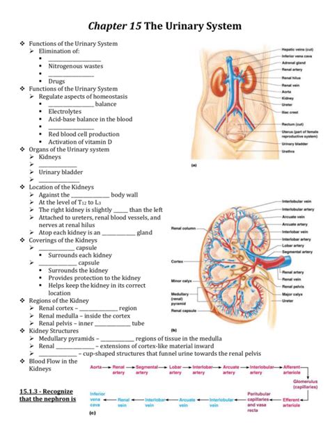 Chapter 15 The Urinary System