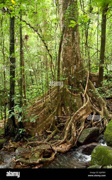 Madagascar Rainforest Aerial Hi Res Stock Photography And Images Alamy