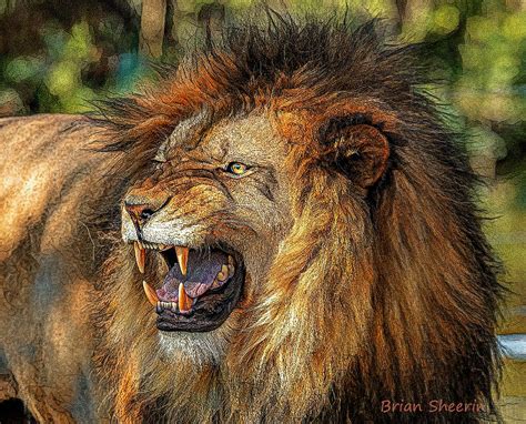 Roaring Lion Digital Art by Brian Sheerin - Fine Art America