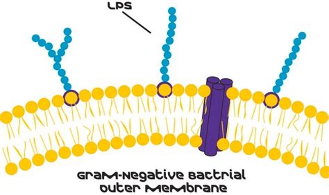 Tlr Ligand Tested Sigma Aldrich