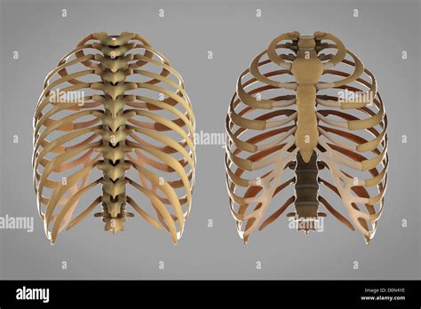 Front And Rear View Of The Skeletal Structures Of The Thoracic Cage Or