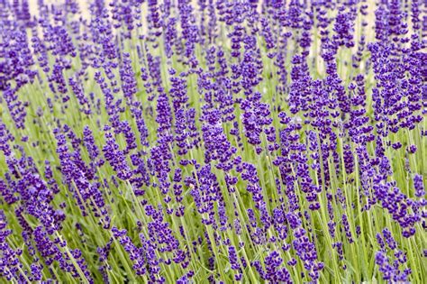 How Hardy Are Lavender Plants: Best Lavender Plants For Zone 5 Gardens ...