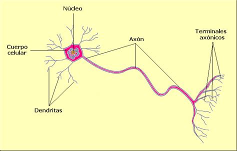 Tejido nervioso - Imagui