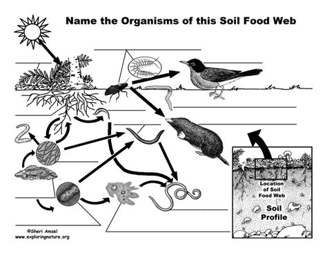 Soil Food Web