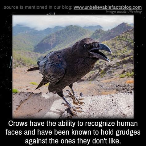 Crows Have The Ability To Recognize Human Faces And Have Been Known To Hold Grudges Against The