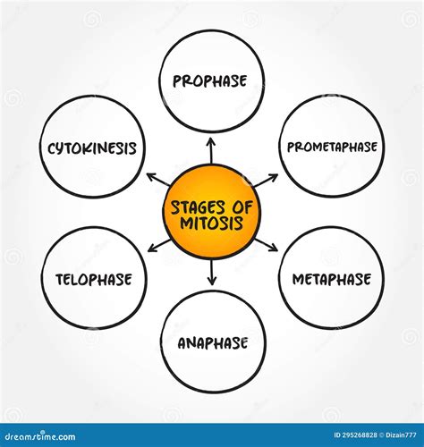 Mitosis Stages Cell Division Vector Illustration 192206060