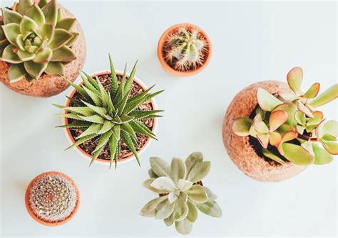 Las 8 Plantas Que Debes Tener En Casa Para Mejorar Tu Humor