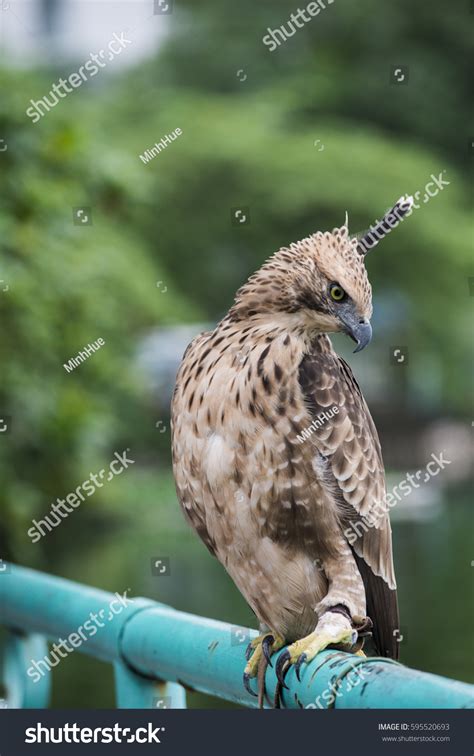 Crested Hawk Eagle Spizaetus Cirrhatus Ceylanensis Stock Photo