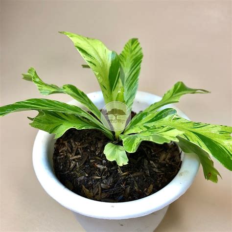 Jual Tamanan Hias Kadaka Variegata Asplenium Nidus Variegata Shopee