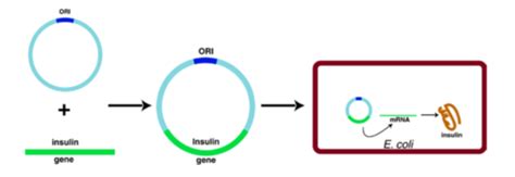 Biol Lecture Biotechnology Genetic Engineering Flashcards