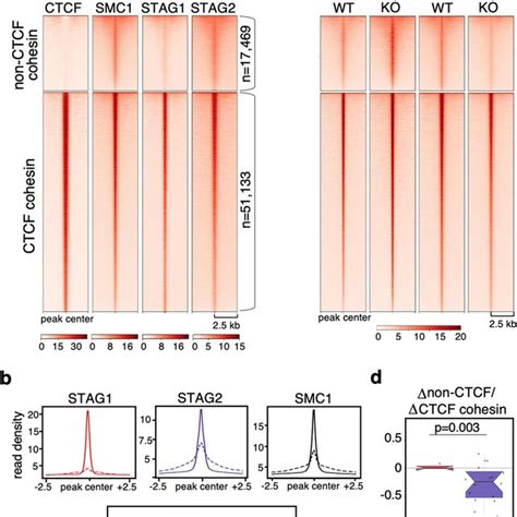 Stag Is The Preferred Variant At Non Ctcf Cohesin Positions In Human