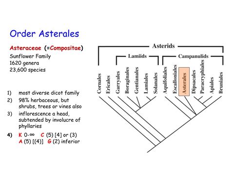 Ppt Angiosperm Evolution Powerpoint Presentation Free Download Id2130711